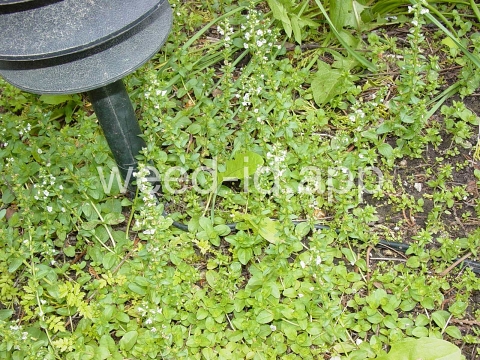 speedwell, thymeleaf
